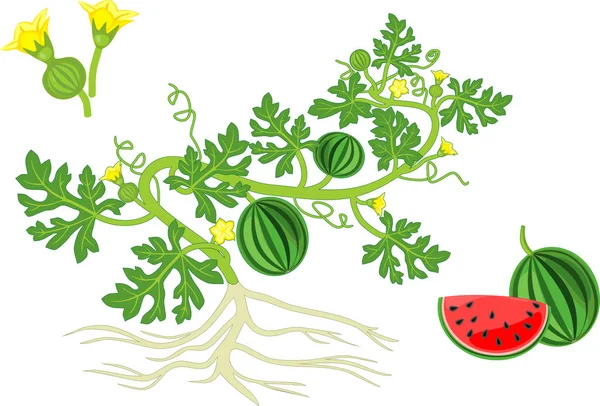 Watermelon Plant Fruits Flowers Green Leaves Root System Isolated White — Stock Vector