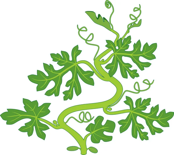 Vodní Meloun Rostlina Zelenými Listy Izolované Bílém Pozadí — Stockový vektor