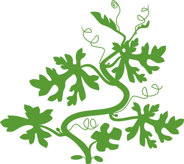 Silueta Meloun Rostliny Zelenými Listy Izolované Bílém Pozadí — Stockový vektor