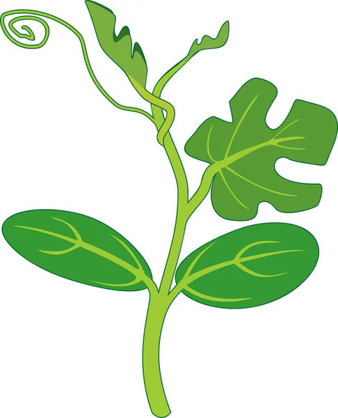 Саженцы Арбуза Зелеными Листьями Изолированы Белом Фоне — стоковый вектор