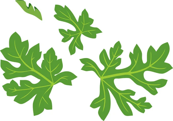 Листя Зеленого Кавуна Ізольовані Білому Тлі — стоковий вектор