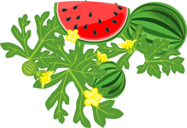 Plátky Červené Meloun Zelenými Listy Izolované Bílém Pozadí — Stockový vektor