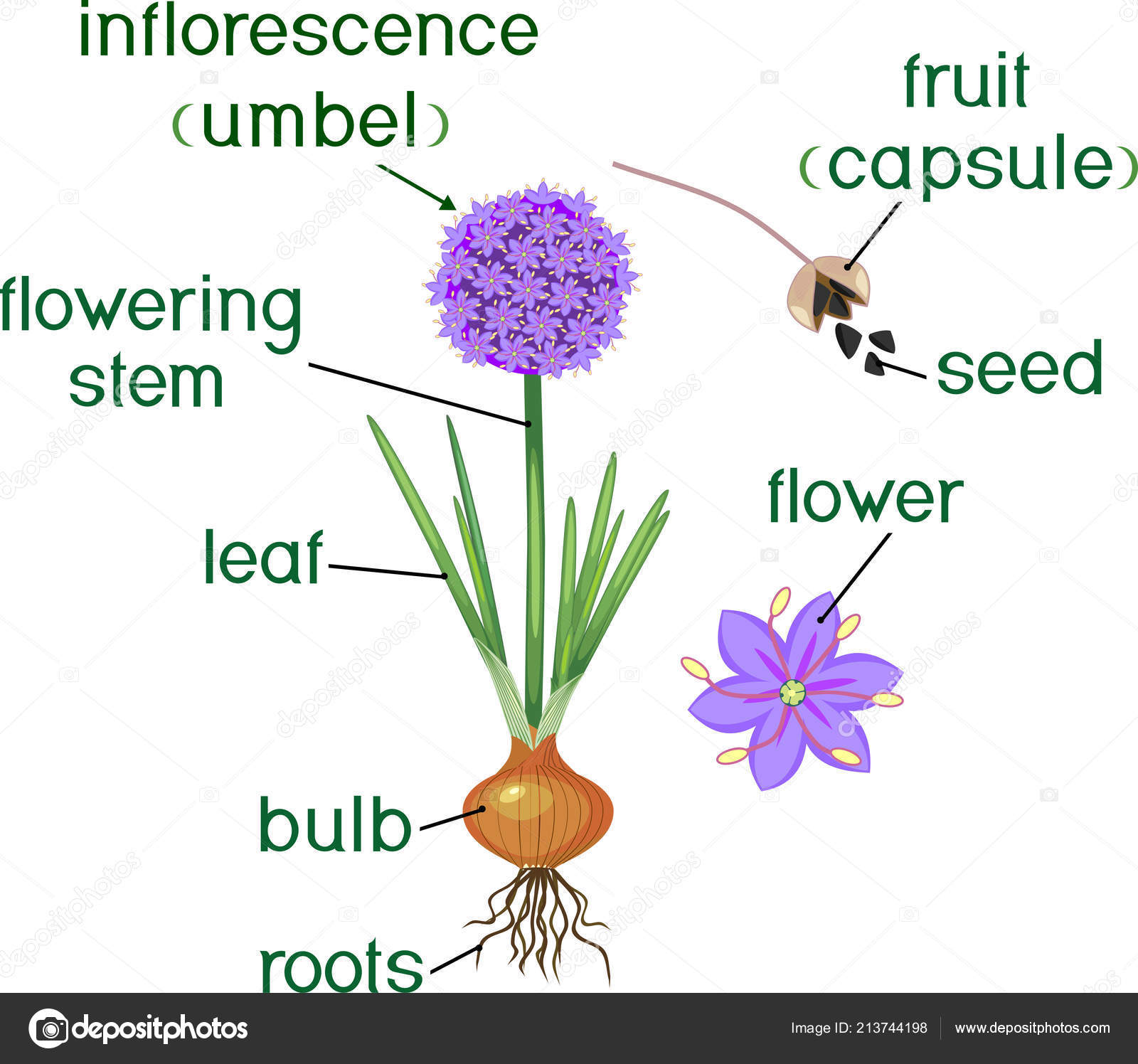 Onion Plant Diagram