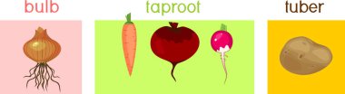 Three different types of root vegetables clipart