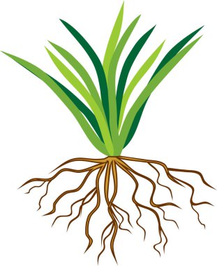 Otsu bitki fibrous kök sistemi ile