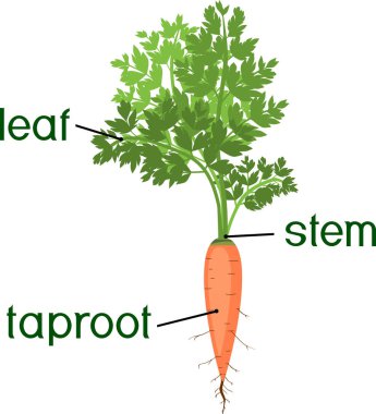 Bitki parçaları. Yeşil yaprak, kök, taproot ve başlıkları ile havuç bitkisinin morfoloji