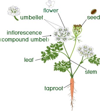 Parts of plant. Morphology of flowering carrot plant with green leaves, stem, taproot and titles clipart