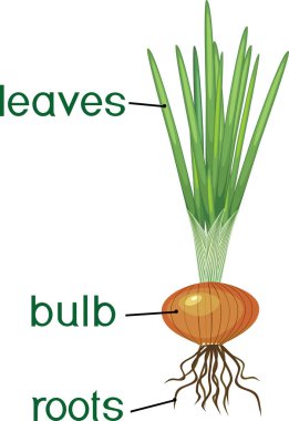Parts of plant. Morphology of onion plant with green leaves, roots, bulb and titles clipart