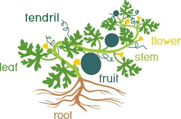 植物の部分 スイカ植物で 緑の葉と白い背景の分離根系の形態 — ストックベクタ