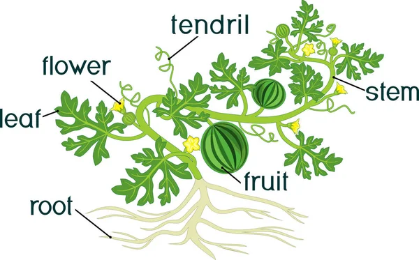 Partes Planta Morfología Planta Sandía Con Frutas Flores Hojas Verdes — Vector de stock