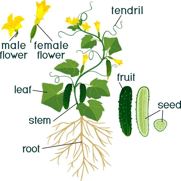 Części Roślin Morfologia Roślin Ogórka Owoców Kwiatów Zielonych Liści Systemu — Wektor stockowy