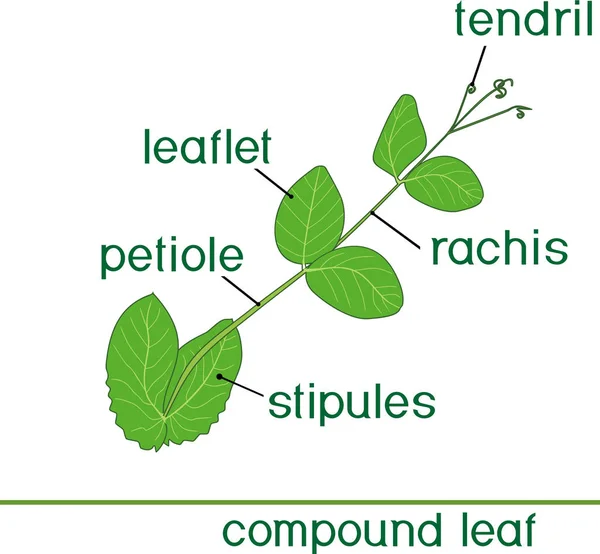 Структура Сложного Растительного Листа Названием Зеленый Лист Гороха — стоковый вектор