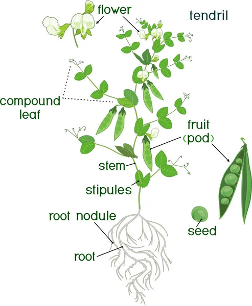 植物の部分 緑の葉と白い背景の分離根系を持つエンドウマメ植物の形態 — ストックベクタ