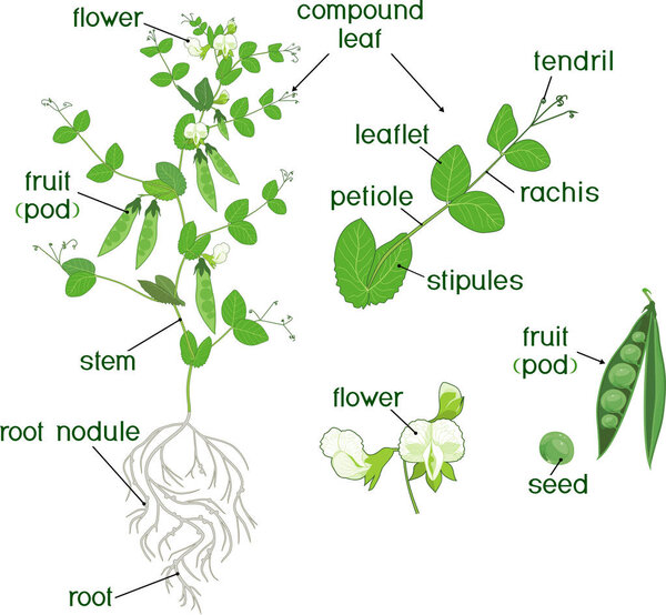 Части растения. Морфология гороха с фруктами, цветами, зелеными листьями и корневой системой на белом фоне
