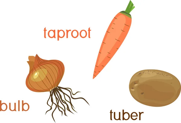 Trois Types Différents Légumes Racines Isolés Sur Fond Blanc — Image vectorielle