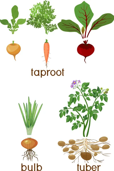 Trois Types Différents Légumes Racines Isolés Sur Fond Blanc Plantes — Image vectorielle