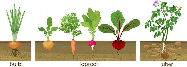 根菜野菜のパッチに成長しているは つの種類があります 地面の下のルートの構造を示す植物 — ストックベクタ