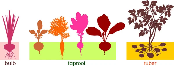 Tři Různé Druhy Kořenové Zeleniny Rostliny Listy Kořenový Systém — Stockový vektor