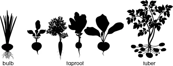 Tres Tipos Diferentes Tubérculos Siluetas Plantas Agrícolas — Archivo Imágenes Vectoriales