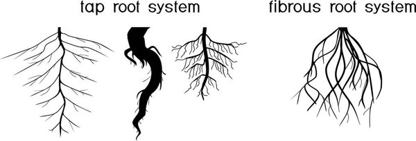 Two different types of root systems: tap and fibrous root systems