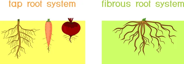 Twee Verschillende Soorten Wortelstelsel Kraan Fibrous Wortel Systemen — Stockvector