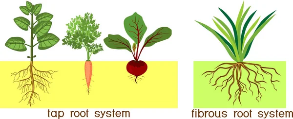 Plantas Com Diferentes Tipos Sistemas Radiculares Sistemas Torneira Raiz Fibrosa — Vetor de Stock