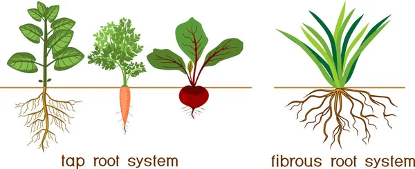 Växter Med Olika Typer Root System Tryck Och Fibrösa Rot — Stock vektor