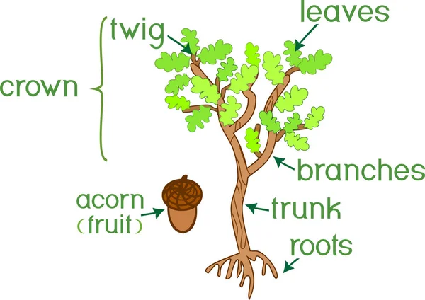 Partes Planta Morfología Del Roble Con Bellotas Hojas Verdes Sistema — Vector de stock