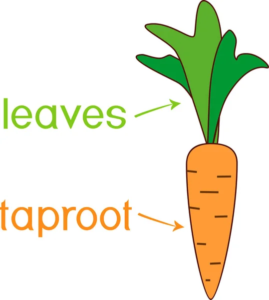 Μέρη Του Φυτού Μορφολογία Του Φυτού Καρότο Κινουμένων Σχεδίων Εκπαιδευτικό — Διανυσματικό Αρχείο