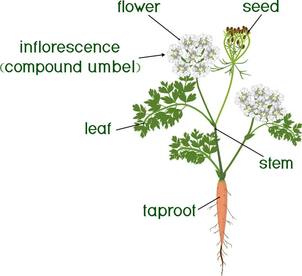 Partes Planta Morfología Planta Zanahoria Con Flores Hojas Verdes Tallo — Vector de stock