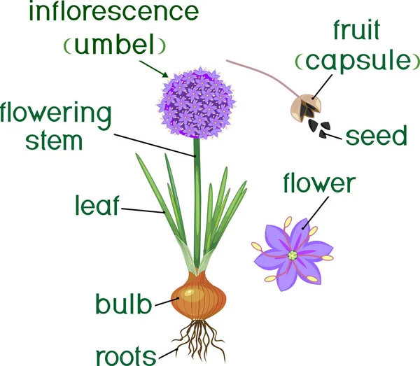 Parties Plante Morphologie Plante Oignon Fleurs Avec Feuilles Vertes Bulbe — Image vectorielle