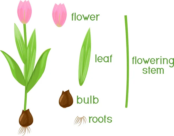 Части Растения Морфология Тюльпана Зелеными Листьями Розовый Цветок Лампочка Названия — стоковый вектор