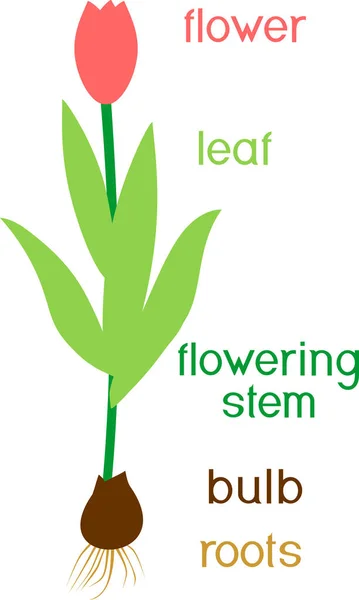 Pflanzenteile Morphologie Der Tulpe Mit Grünen Blättern Roten Blüten Zwiebeln — Stockvektor