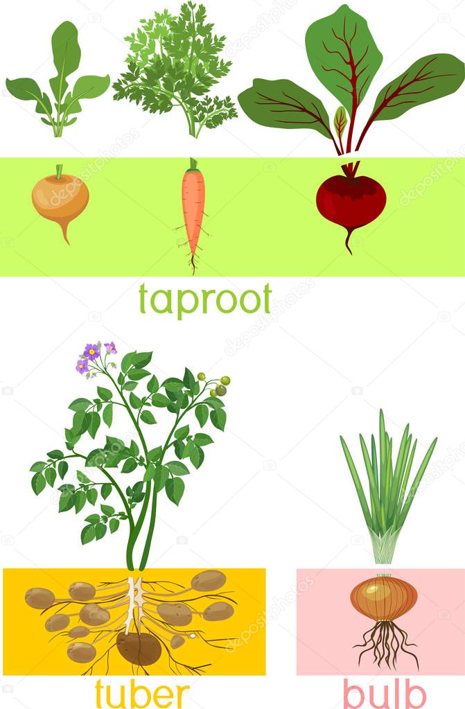 Three different types of root vegetables. Plants with leaves and root system