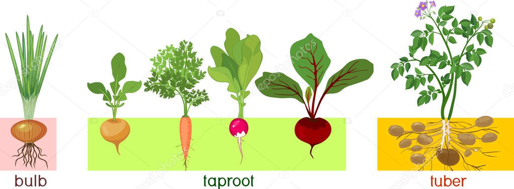 Three different types of root vegetables. Plants with leaves and root system