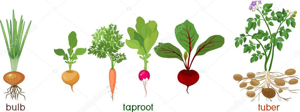 Three different types of root vegetables isolated on white background. Plants with leaves and root system