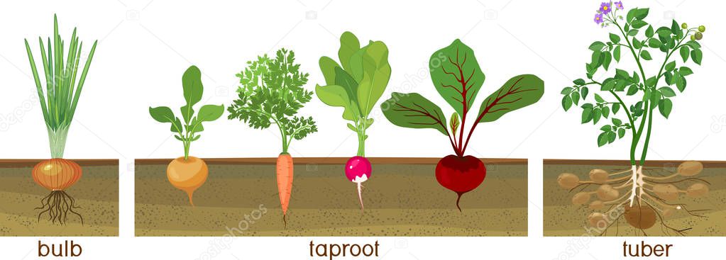 Three different types of root vegetables growing on vegetable patch. Plants showing root structure below ground level