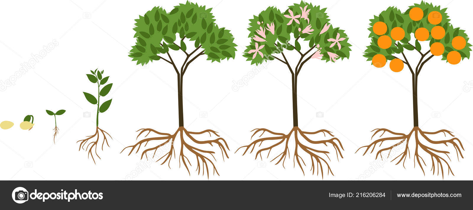 Life Cycle  Orange  Tree  Stages Growth Seed Sprout Adult 