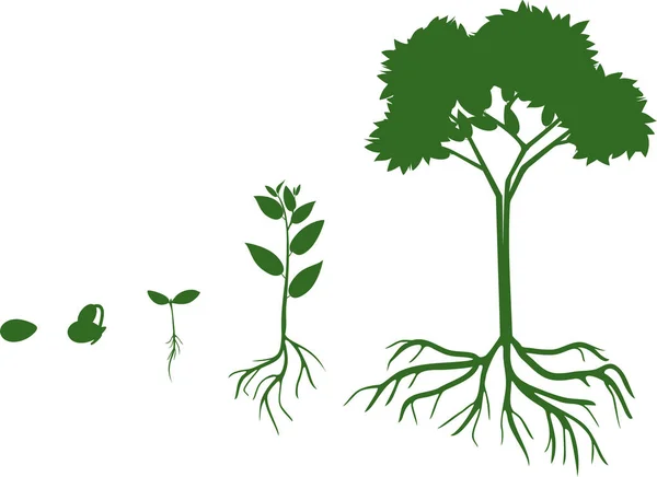 Wachstumsphase Der Pflanze Vom Samen Bis Zum Ausgewachsenen Baum Mit — Stockvektor