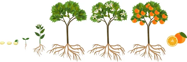 オレンジの木のライフ サイクル 果物と大人のプラントに種子と発芽から成長の段階 — ストックベクタ