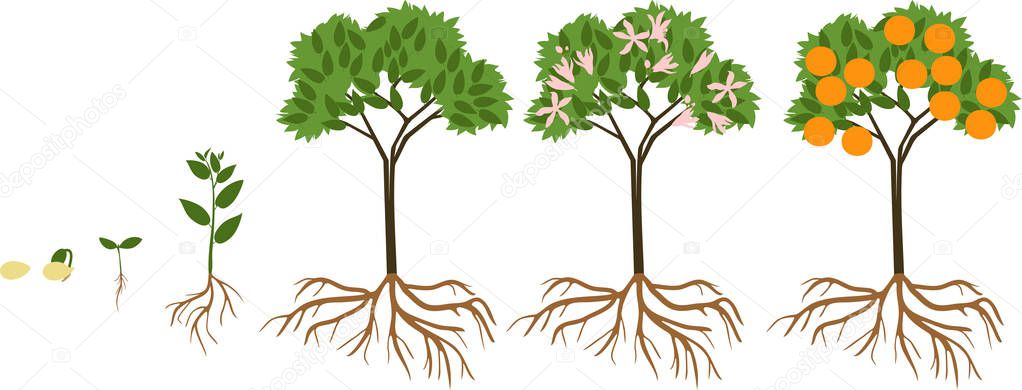 Life cycle of orange tree. Stages of growth from seed and sprout to adult plant with fruits