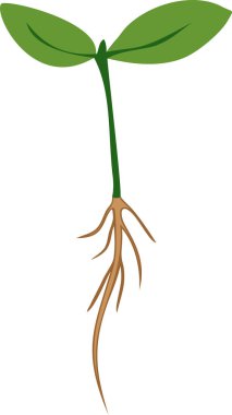 Kök sistemi ve beyaz arka plan üzerinde iki yeşil yaprakları ile filiz