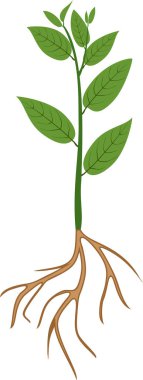 Yeşil yaprakları ve beyaz arka plan üzerinde kök sistemi ile taze bitki