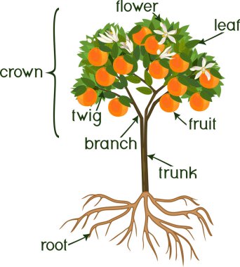 Bitki parçaları. Portakal ağacı meyve, çiçek, yeşil yaprakları ve beyaz arka plan üzerinde izole kök sistemi morfolojisi