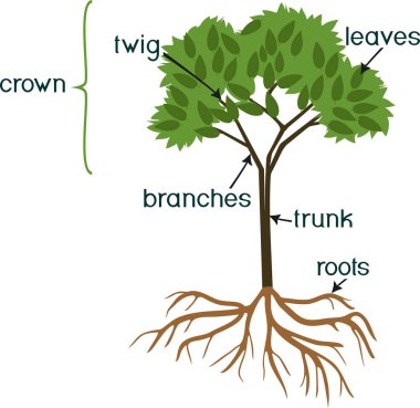 Bitki parçaları. Yeşil taç, kök sistemi ve beyaz arka plan üzerinde izole başlıkları ile soyut ağacının morfoloji