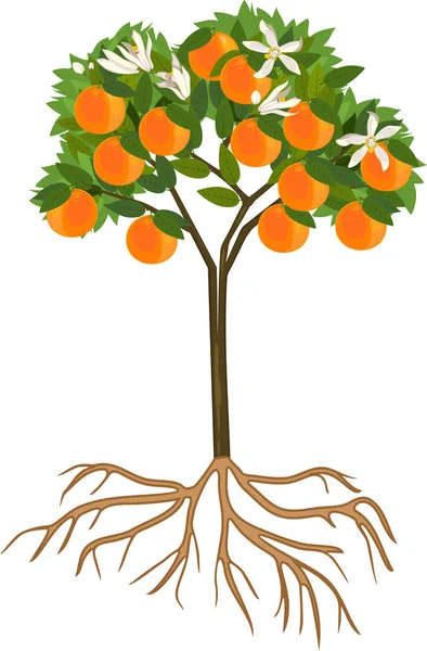 Jeune Oranger Fleuri Avec Fruits Mûrs Système Racinaire Sur Fond — Image vectorielle