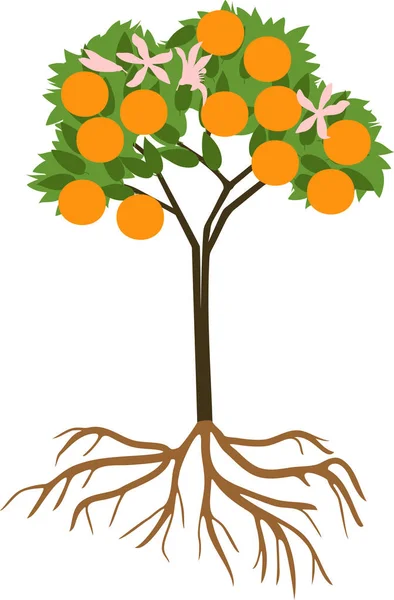 Young Bloei Van Oranje Boom Met Rijpe Vruchten Wortelsysteem Witte — Stockvector