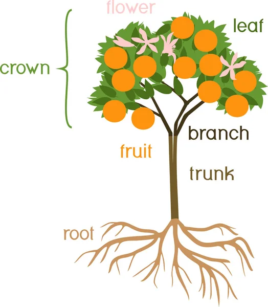 Części Roślin Morfologia Drzewa Pomarańczowego Owoców Kwiatów Zielonych Liści Systemu — Wektor stockowy