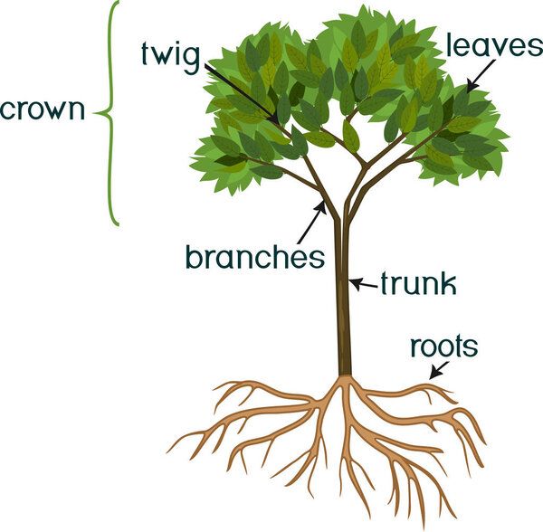 Parts of plant. Morphology of abstract tree with green crown, root system and titles isolated on white background