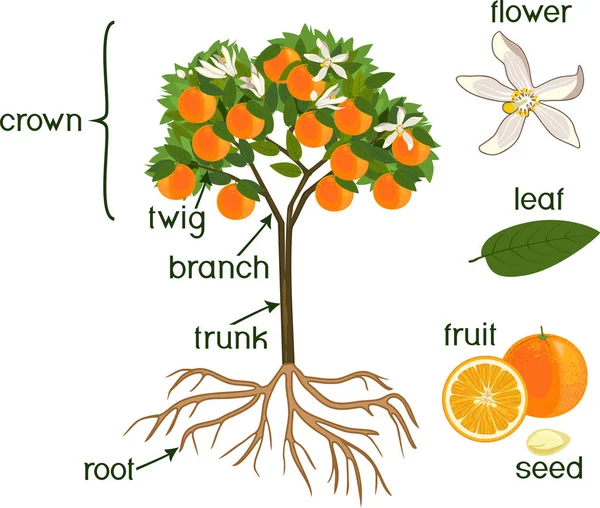 Części Roślin Morfologia Drzewa Pomarańczowego Owoców Kwiatów Zielonych Liści Systemu — Wektor stockowy
